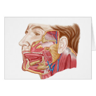 Cartão Anatomia Das Glândulas Salivares Humanas