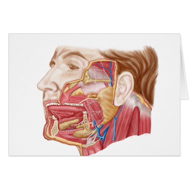 Cartão Anatomia Das Glândulas Salivares Humanas (Frente Horizontal)