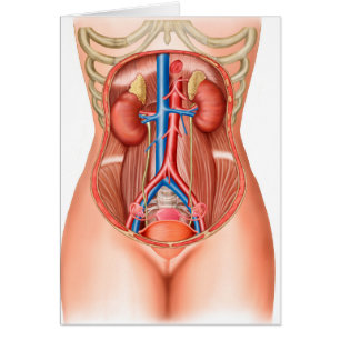 Cartão Anatomia de órgãos humanos