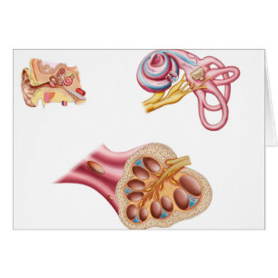 Cartão Anatomia do canal cocleário na orelha humana