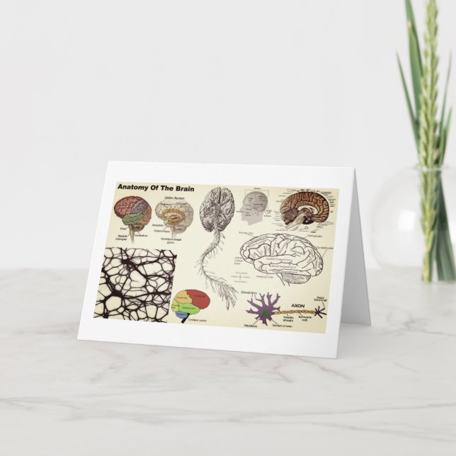 Cartão Anatomia do cérebro humano (Frente)