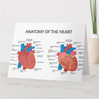 Anatomia do coração
