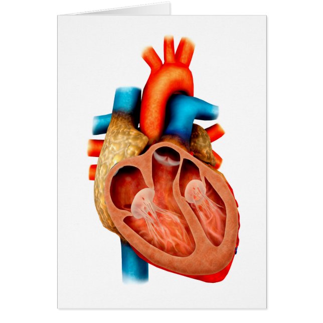 Cartão Anatomia Do Coração Humano, Seção Cruzada (Frente)