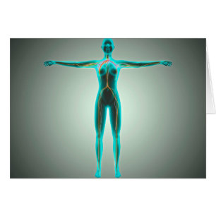 Cartão Anatomia do corpo fêmea com artérias e veias