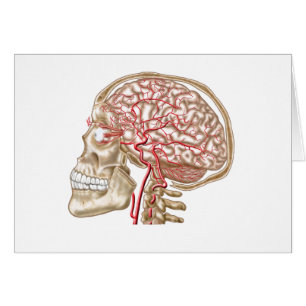 Cartão Anatomia Do Crânio Humano, Olhal E Artérias