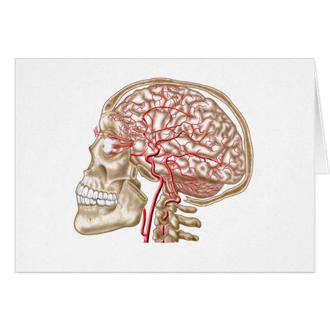 Cartão Anatomia Do Crânio Humano, Olhal E Artérias (Frente Horizontal)