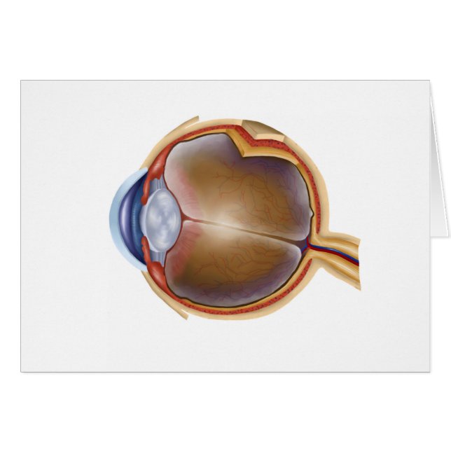 Cartão Anatomia Do Olho Humano (Frente Horizontal)
