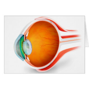 Cartão Anatomia Do Olho Humano, Perspectiva