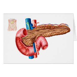 Cartão Anatomia Do Pâncreas