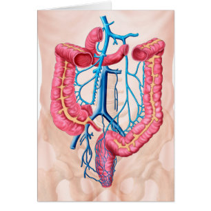 Cartão Anatomia do sistema abdominal humano da veia