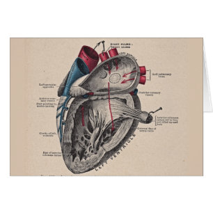 Cartão Anatomia do sistema cardiovascular do coração do