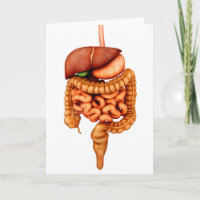 Anatomia Do Sistema Digestivo Humano, Vista Fronta