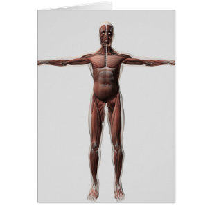 Cartão Anatomia do sistema muscular masculino, vista