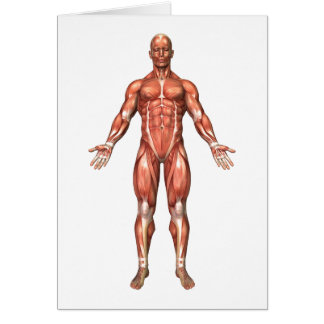 Cartão Anatomia Do Sistema Muscular Masculino, Vista Fron
