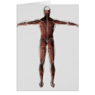 Cartão Anatomia Do Sistema Muscular Masculino, Vista Post
