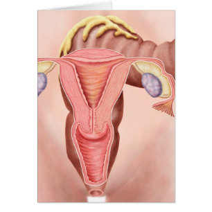 Cartão Anatomia do sistema reprodutivo fêmea 2