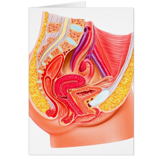 Cartão Anatomia Do Sistema Reprodutivo Feminino 1 (Frente)