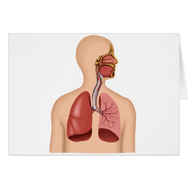 Cartão Anatomia Do Sistema Respiratório Humano (Frente Horizontal)