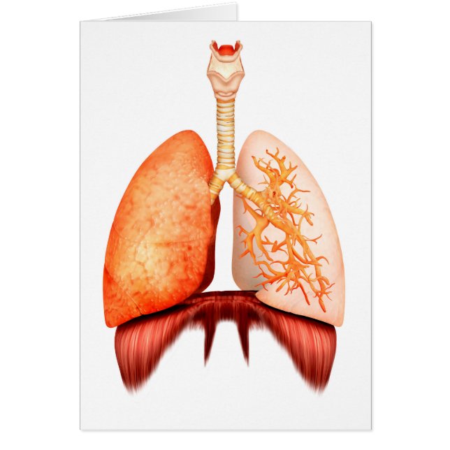 Cartão Anatomia Do Sistema Respiratório Humano, Vista Fro (Frente)