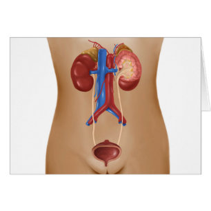 Cartão Anatomia do sistema urinário fêmea