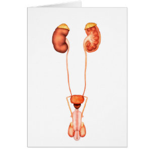 Cartão Anatomia do sistema urinário masculino humano,