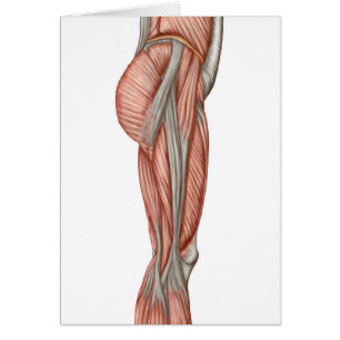 Cartão Anatomia dos músculos humanos da coxa, vista