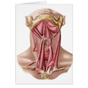 Cartão Anatomia dos músculos humanos do osso Hyoid e do