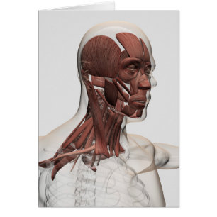 Cartão Anatomia dos músculos masculinos do Facial e do