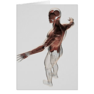 Cartão Anatomia dos músculos masculinos na parte superio