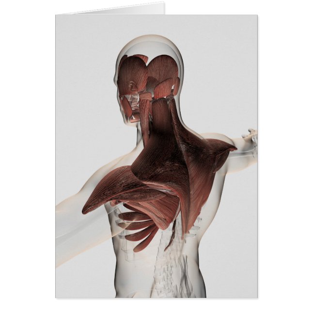 Cartão Anatomia Dos Músculos Masculinos No Corpo Superior (Frente)