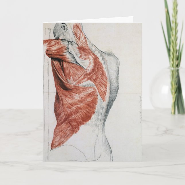 Cartão Anatomia humana; músculos do tronco e ombros (Frente)