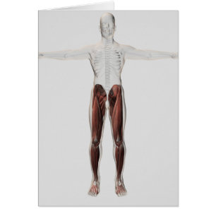 Cartão Anatomia masculina do músculo dos pés humanos, 2