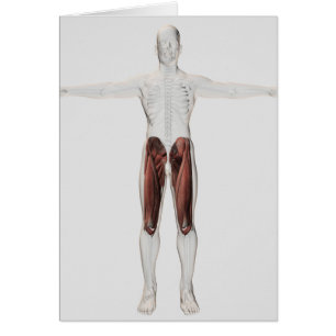 Cartão Anatomia masculina do músculo dos pés humanos, 4
