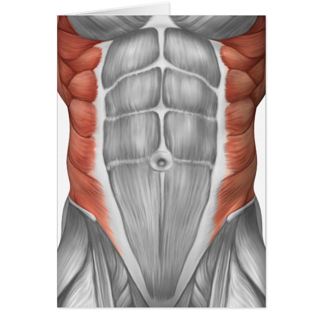 Cartão Anatomia Muscular Masculina Da Parede Abdominal (Frente)