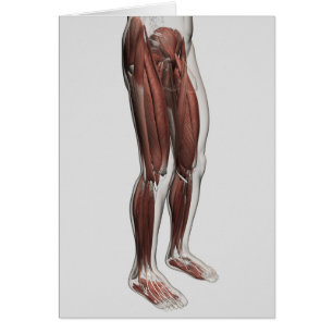 Cartão Anatomia Muscular Masculina Das Pernas Humanas, An