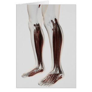 Cartão Anatomia Muscular Masculina Das Pernas Humanas, An