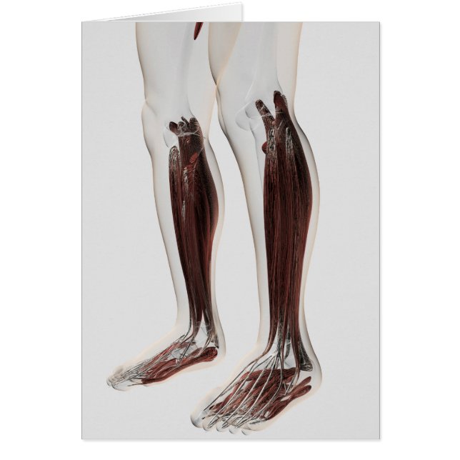 Cartão Anatomia Muscular Masculina Das Pernas Humanas, An (Frente)