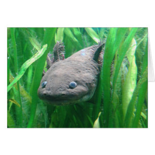 Cartão Andersoni do Ambystoma