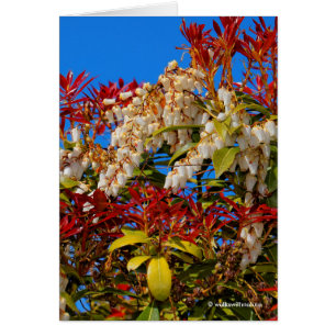 Cartão Andromeda Bonfire