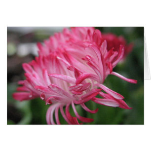 Cartão Anêmona de florescência