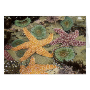 Cartão Anêmonas verdes gigantes e estrelas-do-mar ocre