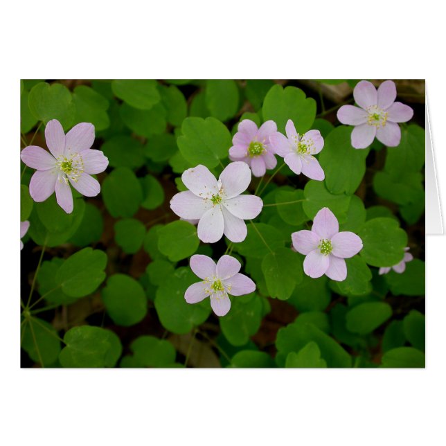 Cartão Anemones de Woodland (Frente Horizontal)
