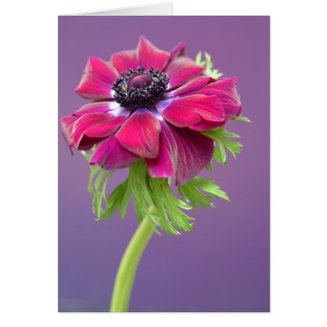 Cartão anenome roxo (Frente)