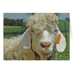 CARTÃO ANGORA GOAT