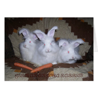 CARTÃO ANGORA RABBITS ALEMÃS