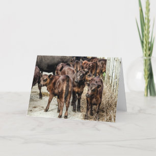 Cartão Angus Beef Cattle Calves Blank Greeting Card