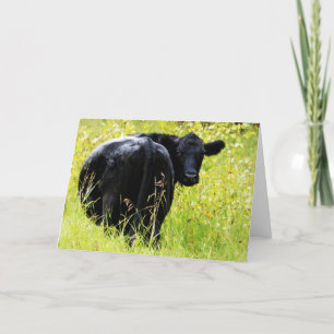 Cartão Angus Steer na Grama Altura Amarela