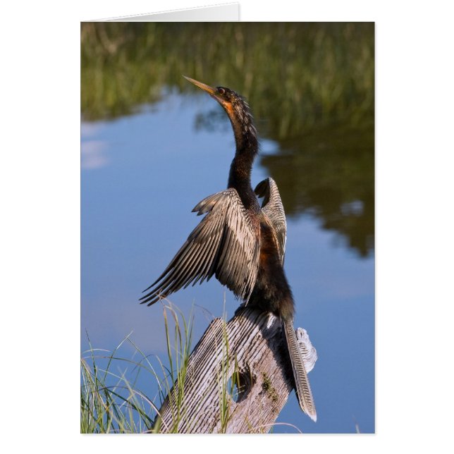 Cartão Anhinga na lagoa (Frente)