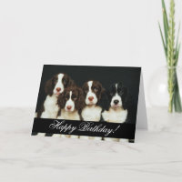 Animais Domesticados 252 Feliz Aniversário