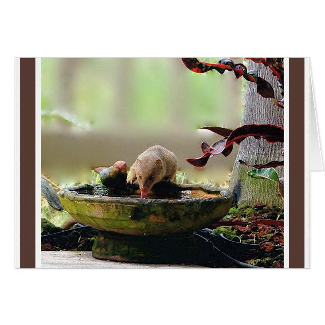 Cartão Animais selvagens do furo molhando do mangusto (Frente horizontal)